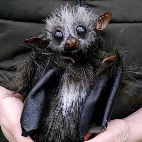 Black madic bat